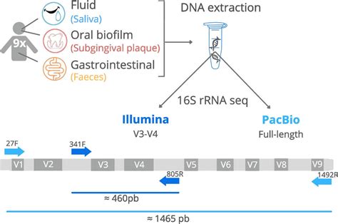 Full Length 16S RRNA Gene Sequencing By PacBio