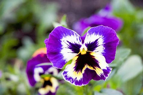 Purple Pansy Flower Bloom Free Photo On Pixabay Pixabay