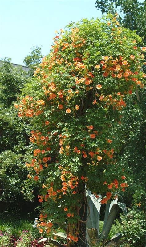 Campsis Radicans Luleaua Turcului Copac G Garden