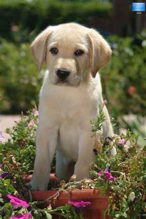 yellow lab puppy yellow lab puppy dog boredom yellow labrador retriever