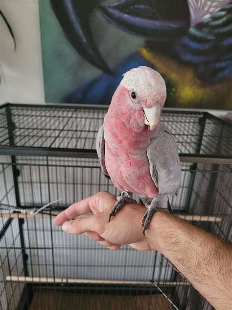 Female Galah Cockatoo