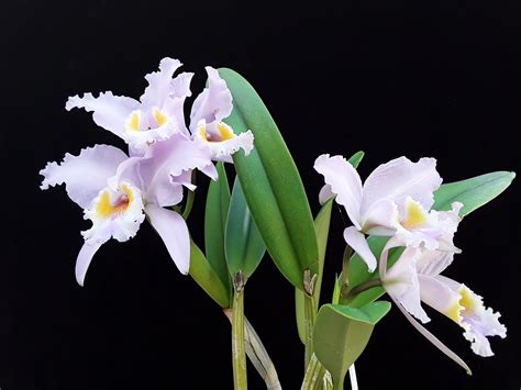 Cattleya L Ddemanniana Var Semiconcolor Manfred Walter Flickr