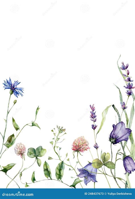 Watercolor Meadow Flowers Border Of Campanula Clover And Lavender