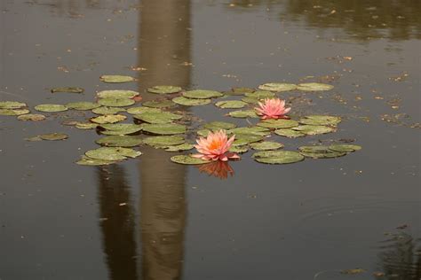 Pool Water Reflection Free Photo On Pixabay Pixabay