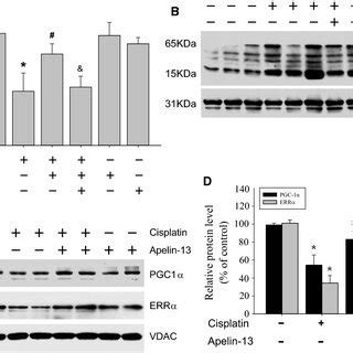 Apelin Inhibits The Cisplatin Induced Decrease In Sirt Expression And