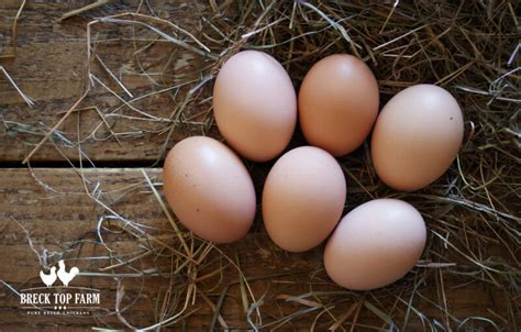 6 New Hampshire Red Eggs Breck Top Farm