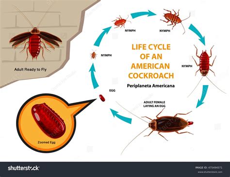 Ciclo De Vida De Una Cucaracha Vector De Stock Libre De Regal As