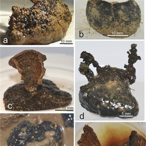 (PDF) Giant protists (xenophyophores, Foraminifera) are exceptionally ...