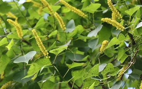 乌桕流蜜期是什么时候？ 蜜源植物 酷蜜蜂