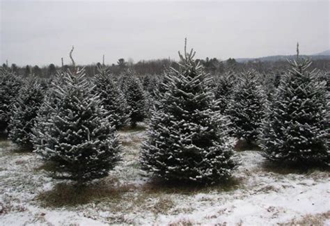 Christmas tree growers gearing up for ‘Evergreen Friday’ | Morning Ag Clips