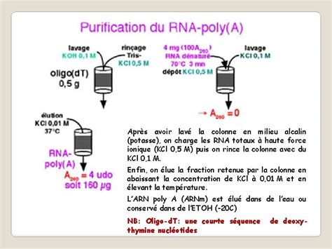 Techniques Dextraction Et De Purification Des Acides Nucliques