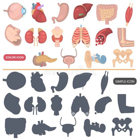 Iconos Planos Del Color Humano De La Anatomía Fijados Ilustración Del