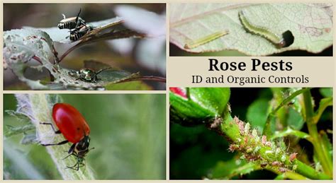 Rose Pests Identification And Organic Controls For The Landscape