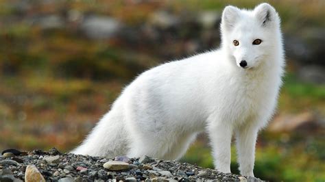 cute baby arctic fox Arctic fox