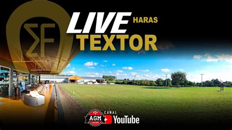 Live Haras Textor YouTube