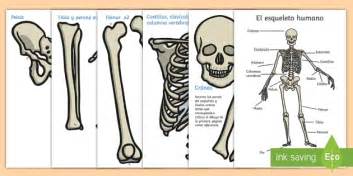 Ficha El Esqueleto Humano Para Primaria Professor Feito