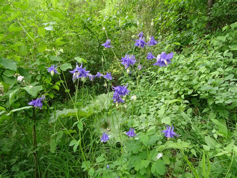 Wilde Akelei Aquilegia Vulgaris Waarneming Nl