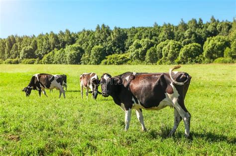 Cows Are Black And White Grazing On A Green Meadow With Lush Grass