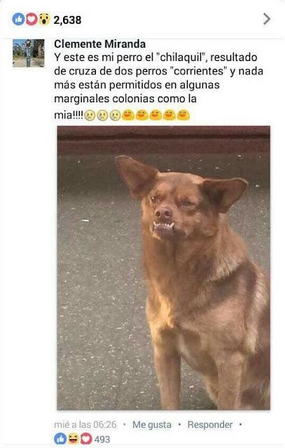 “Chilaquil”, el perro que ha conquistado las redes