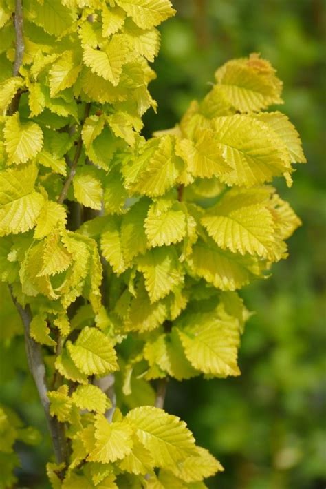 Ulmus Carpinifolia Wredei Gold Ulme H U Ermann Stauden Und Geh Lze