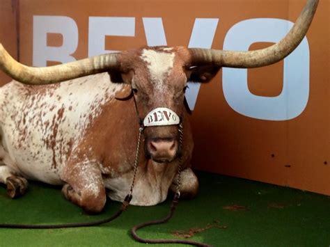 University Of Texas Bevo Xv Has Been Selected