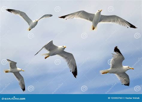 Flock Of Seagull Birds Migration Standing On Mud Of Mangrove Forest At