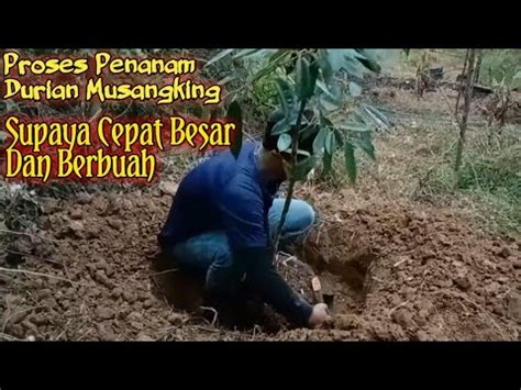 Menanam Durian Musang King Tanpa Sistim Busut Di Lahan Datar YouTube