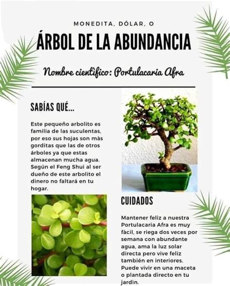 Pin By Leticia Henriquez Grandon On Plantas In Gardening Tips