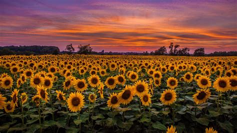 Download wallpaper 1366x768 sunflowers, field, sunset, sky, clouds ...