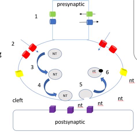 Lecture Neurotransmitter Release Flashcards Quizlet