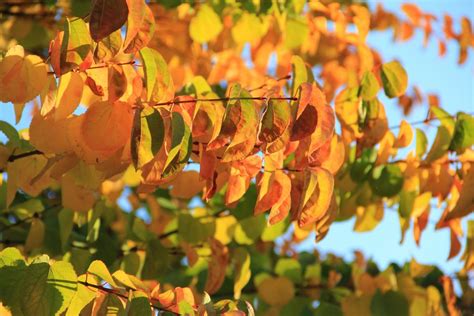 natural texture Bright Tree Fall Color Leaf Orange Autumn - Texture X