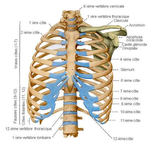 Les Os Du Thorax