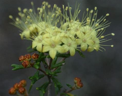 threatened plants Archives - Australian Geographic