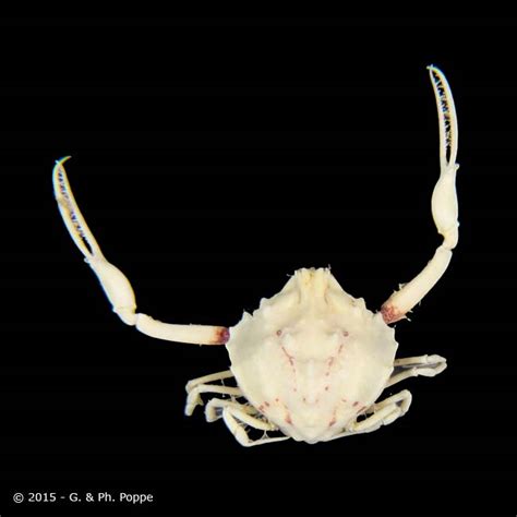 Ebalia species 002 – Crustaceology