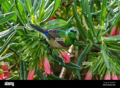 Southern Double Collared Sunbird Or Lesser Double Collared Sunbird