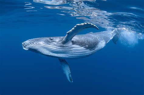 Descubre cómo cambian las ballenas de color a lo largo de su vida