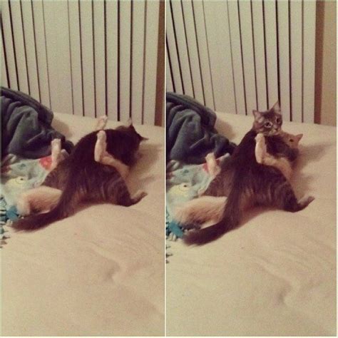 “oh Youre Home Early” 17 Animals Who Were Totally Caught In The