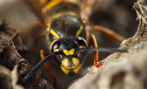 Types Of Wasps | 8 Most Common Wasp Types In Your Garden - Planet Organics