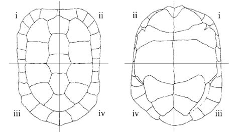 Quadrants Of The Carapace Left And Plastron Right Of Adult