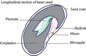 Bean Seed Parts