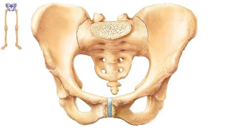 Diagram Of Pelvic Girdle Quizlet