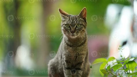 One Adorable Wild Cat Sitting In The Garden For Resting 23421763 Stock