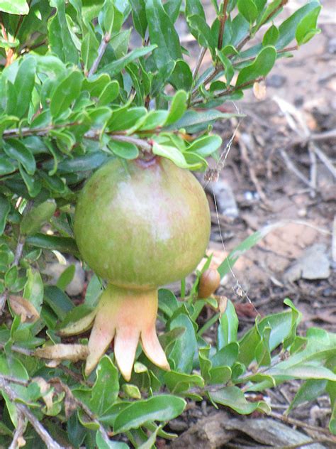 Dwarf Pomegranate Punica Granatum Nana In Ottawa Nepean Kanata