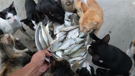 Hungry Cats Eating Raw Fish Youtube