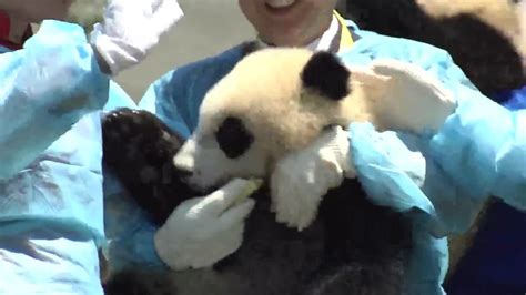 Up Close Look At Cute Pandas Cnn Video