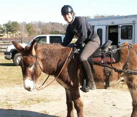 St.Clair Red Mule Farm -Mule & Donkey Adventures: Trail and Donkey Riding!