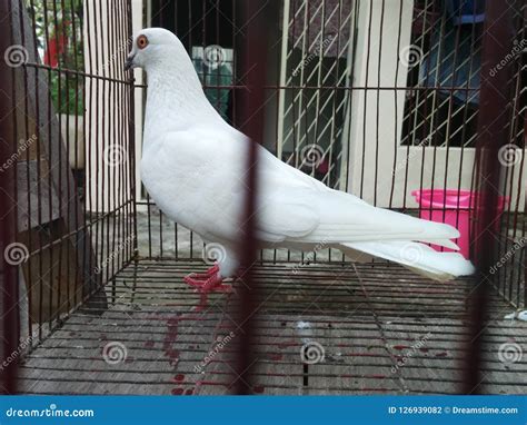 White Pigeon Stock Photo Image Of Pigeon Homeing White 126939082