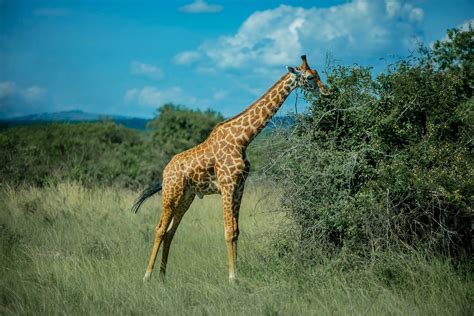 Akagera National Park Game Drive Hosted By Jikusafarisrw Flickr