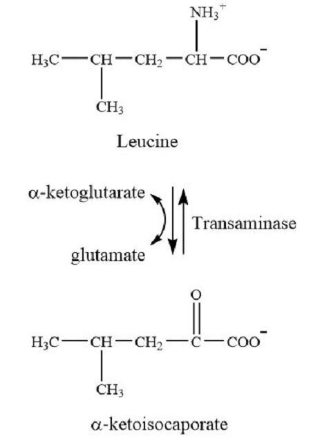 What Alpha Keto Acid Is Formed On Transamination Of Leucine Study