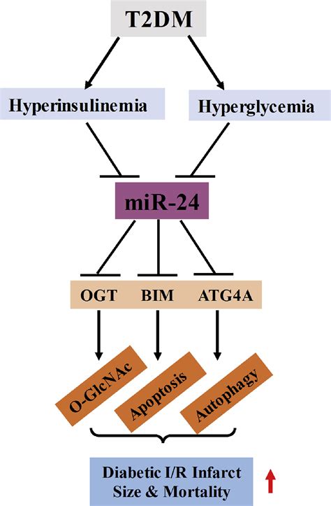 Diabetes Exacerbates Myocardial Ischemia Reperfusion Injury By Down